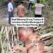 Warga Kaget” Ditemukan Bayi dalam Kondisi Tak Bernyawa di Sungai Pinang