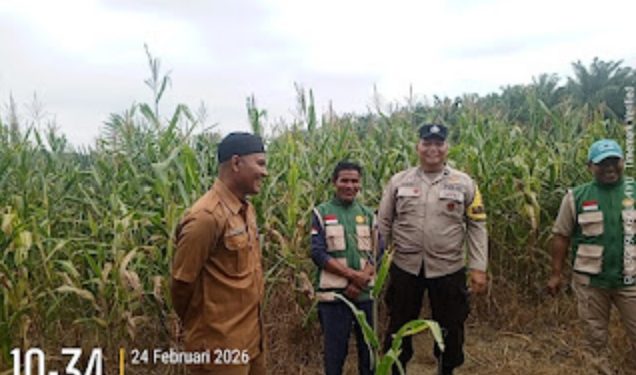 Dukung Swasembada 2026, Polsek Hulu Kuantan Tinjau Lahan Jagung Seluas 2 Hektar