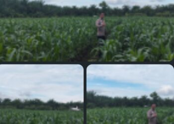 AKP Asdisyah Mursid SH Kembali Tinjau Tanaman Jagung Pipil di Kayu Aro