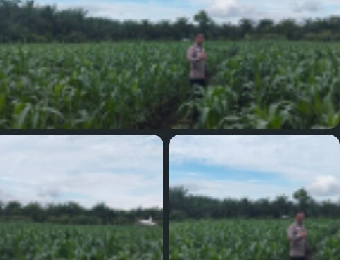 AKP Asdisyah Mursid SH Kembali Tinjau Tanaman Jagung Pipil di Kayu Aro